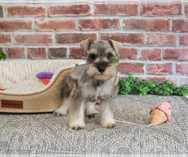 Medium Photo #10 Schnauzer (Miniature) Puppy For Sale in SYRACUSE, IN, USA