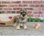 Small #9 Schnauzer (Miniature)