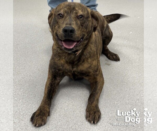 Medium Photo #2 Mutt Puppy For Sale in Washington, DC, USA