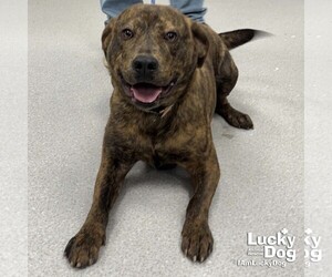 Mutt Dogs for adoption in Washington, DC, USA