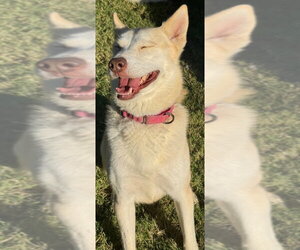 Loki - Female Siberian Husky-Unknown Mix Dog for Adoption - Photo #3