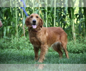Mother of the Golden Retriever puppies born on 07/11/2026