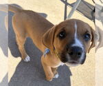 Small #2 Mutt