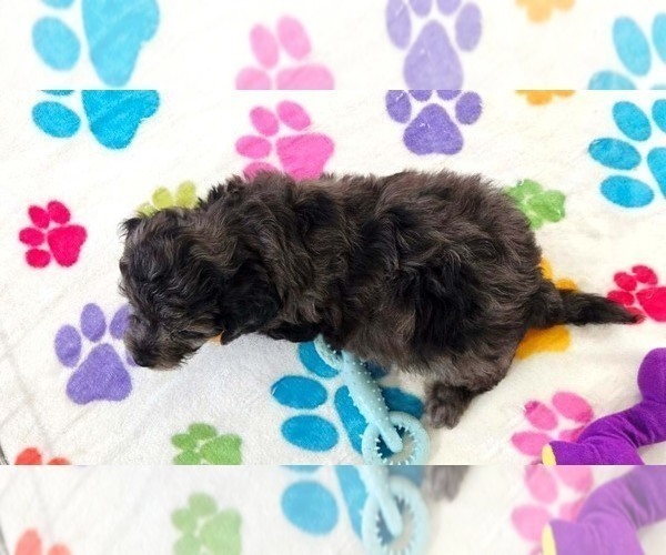 Medium Photo #2 Cavapoo (Miniature)-Poodle (Toy) Mix Puppy For Sale in ORO VALLEY, AZ, USA