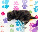 Justin - Male Cavapoo (Miniature)-Poodle (Toy) Mix Puppy for Sale - Photo #2