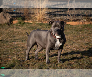 Mother of the American Bully puppies born on 09/17/2021