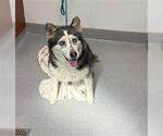 Small #1 Siberian Husky