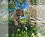 Small Photo #15 Golden Retriever Puppy For Sale in CHIMACUM, WA, USA