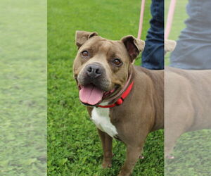 American Pit Bull Terrier Dogs for adoption in Petaluma, CA, USA
