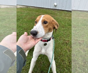Buddy (Available TBD) - Male American Foxhound-Unknown Mix Dog for Adoption - Photo #2