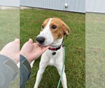 Small Photo #2 American Foxhound-Unknown Mix Puppy For Sale in Williamsburg, IA, USA