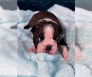 Boston Terrier Puppy for sale in ODENVILLE, AL, USA