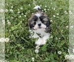 Small Photo #1 Shih Tzu Puppy For Sale in CANOGA, NY, USA