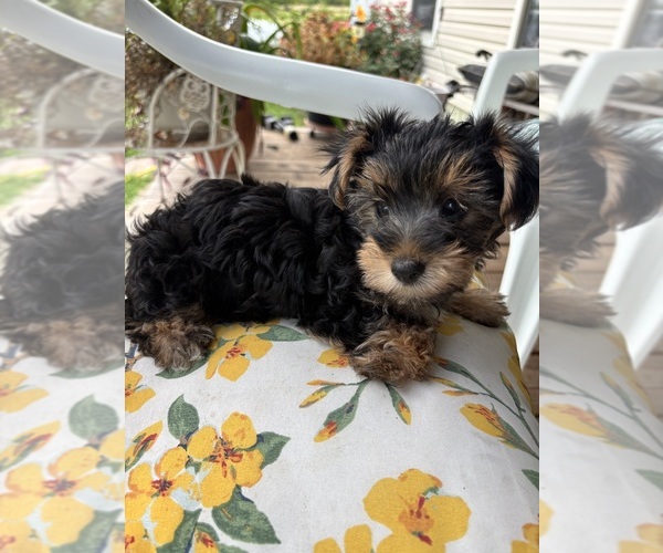 Medium Photo #1 Yorkshire Terrier Puppy For Sale in RHOME, TX, USA