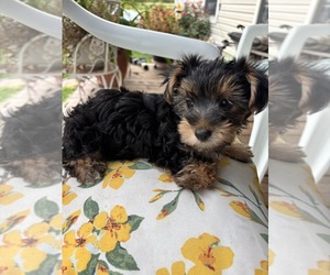 Yorkshire Terrier Puppy for sale in RHOME, TX, USA