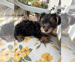 Small Yorkshire Terrier