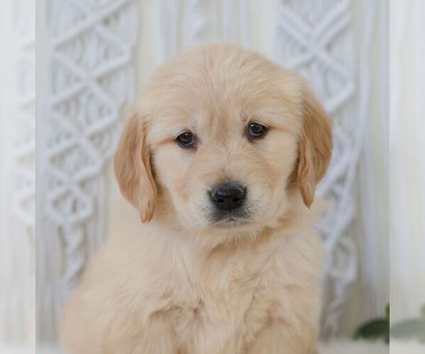 Medium Photo #1 Golden Retriever Puppy For Sale in NEWPORT, PA, USA