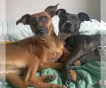 Small #5 Chihuahua Mix