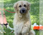 Small #9 Great Pyrenees