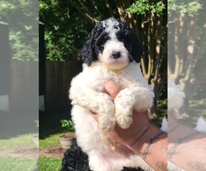Labradoodle Puppy for Sale in PELL CITY, Alabama USA