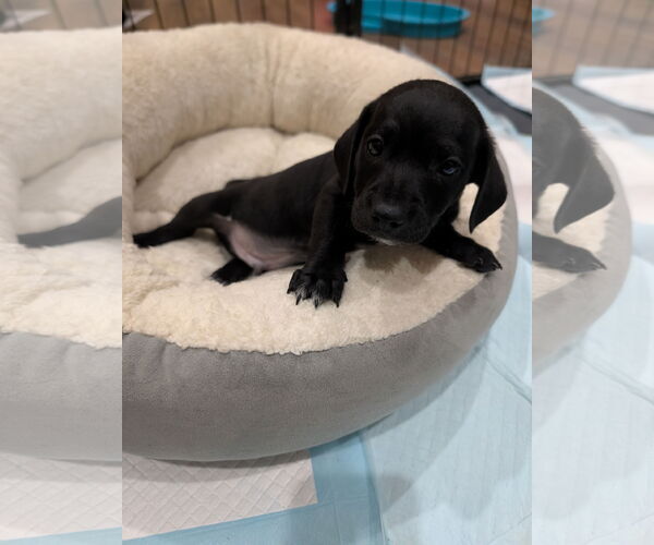 Medium Photo #2 Chiweenie Puppy For Sale in The Woodlands, TX, USA