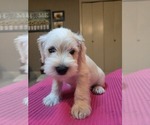 Puppy Red Schnauzer (Miniature)