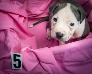 American Pit Bull Terrier Puppy for sale in MALVERN, AR, USA