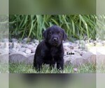Puppy 2 Labrador Retriever