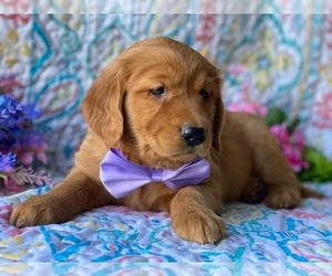 Golden Retriever Puppy for sale in LANCASTER, PA, USA