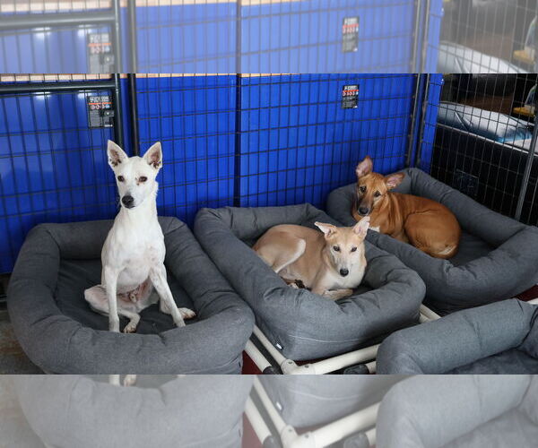 Medium Photo #35 Black Mouth Cur-Unknown Mix Puppy For Sale in Sebec, ME, USA