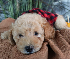 Poodle (Miniature) Puppy for sale in HONEY BROOK, PA, USA