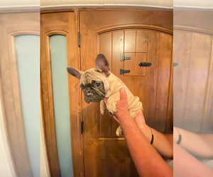 French Bulldog Puppy for sale in MORENO VALLEY, CA, USA