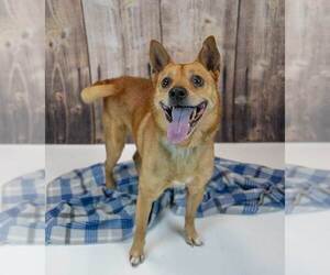 Conan - Male Unknown-pomeranian spitz Mix Dog for Adoption - Photo #4