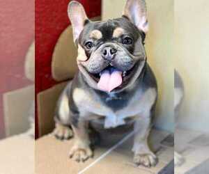 Father of the French Bulldog puppies born on 04/24/2025