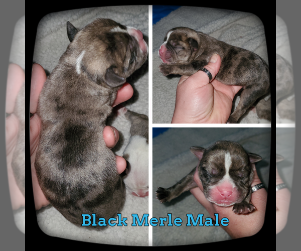Medium Photo #6 Olde English Bulldogge Puppy For Sale in WHEELER, MI, USA