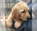 Small Photo #6 Labrador Retriever Puppy For Sale in MANES, MO, USA