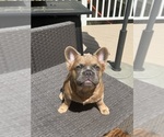 Small #2 French Bulldog