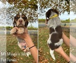 Puppy Maggies Yellow Beagle