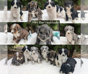 Miniature Bernedoodle Puppy for Sale in GOSHEN, Indiana USA