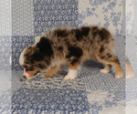 Small #5 Miniature Australian Shepherd