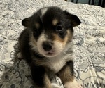 Puppy Puppy 3 Stripe Pembroke Welsh Corgi