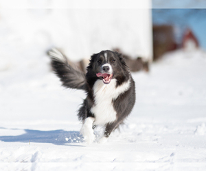 Mother of the Border Collie puppies born on 09/30/2025