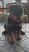 Small Photo #6 Rottweiler Puppy For Sale in RANCHO CORDOVA, CA, USA