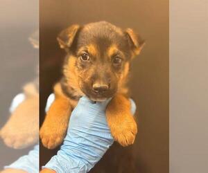 German Shepherd Dog-Unknown Mix Dogs for adoption in Visalia, CA, USA
