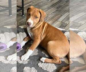 Mutt Dogs for adoption in Mount Laurel, NJ, USA