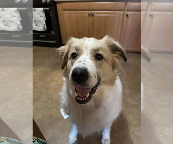 Medium Photo #3 Great Pyrenees Puppy For Sale in Spring, TX, USA