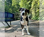 Small #17 American Pit Bull Terrier Mix