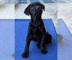 Small #1 Labrador Retriever Mix