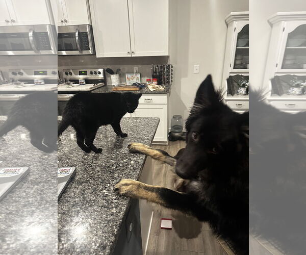 Medium Photo #2 German Shepherd Dog Puppy For Sale in La Grange , NC, USA