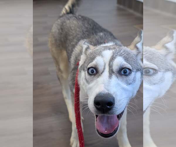 Medium Photo #2 Siberian Husky-Unknown Mix Puppy For Sale in Holly Springs, NC, USA